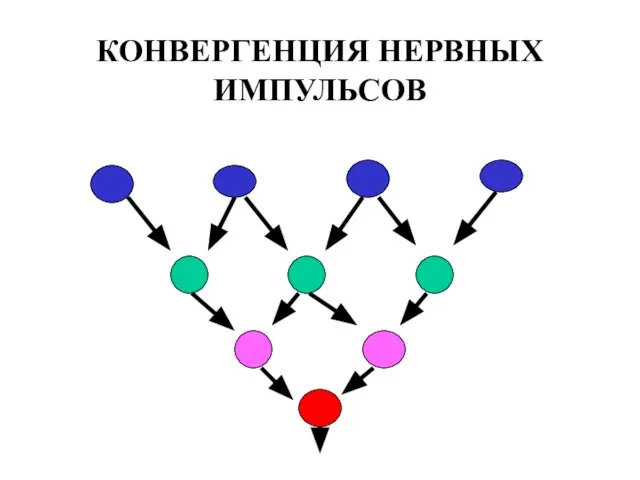 КОНВЕРГЕНЦИЯ НЕРВНЫХ ИМПУЛЬСОВ