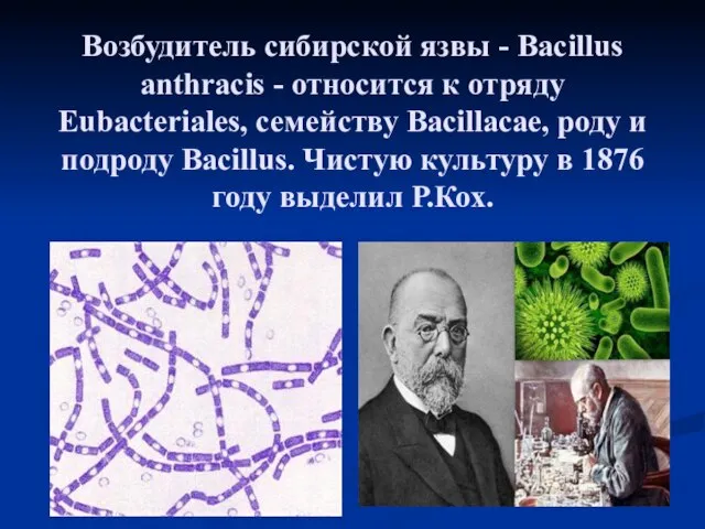 Возбудитель сибирской язвы - Bacillus anthracis - относится к отряду Eubacteriales,