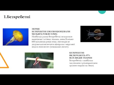 1.Безхребетні ПЕРШІ БЕЗХРЕБЕТНІ ЕВОЛЮЦІОНУВАЛИ МІЛЬЯРД РОКІВ ТОМУ. Найбільш ранні безхребетні складалися