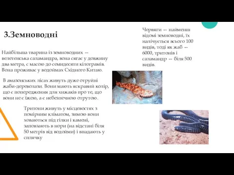 3.Земноводні Червяги — найменш відомі земноводні, їх налічується всього 100 видів,