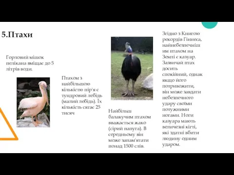 5.Птахи Згідно з Книгою рекордів Гіннеса, найнебезпечнішим птахом на Землі є