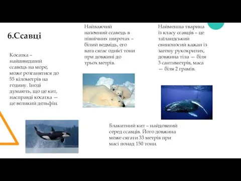 6.Ссавці Найважчий наземний ссавець в північних широтах – білий ведмідь, его