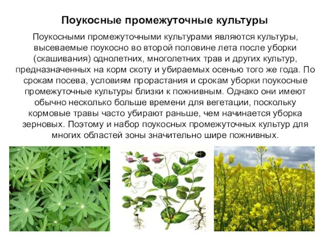 Поукосными промежуточными культурами являются культуры, высеваемые поукосно во второй половине лета