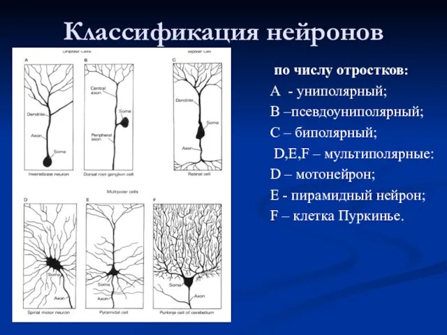 Классификация нейронов по числу отростков: А - униполярный; B –псевдоуниполярный; C