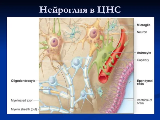 Нейроглия в ЦНС