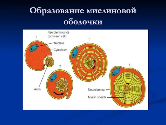 Образование миелиновой оболочки