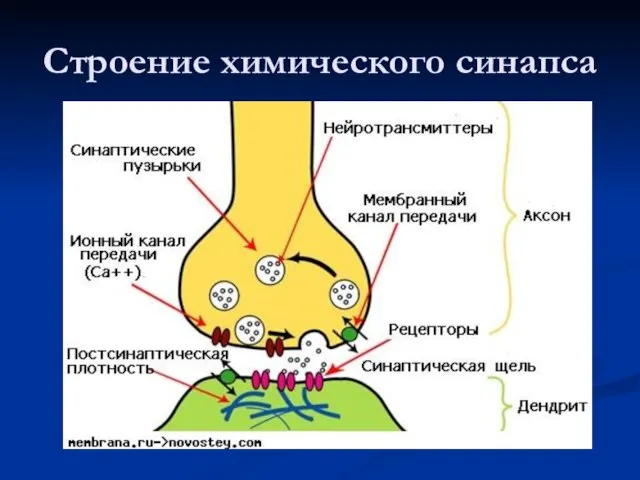 Строение химического синапса