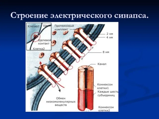 Строение электрического синапса.