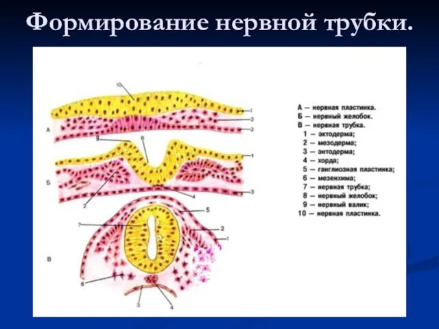 Формирование нервной трубки.