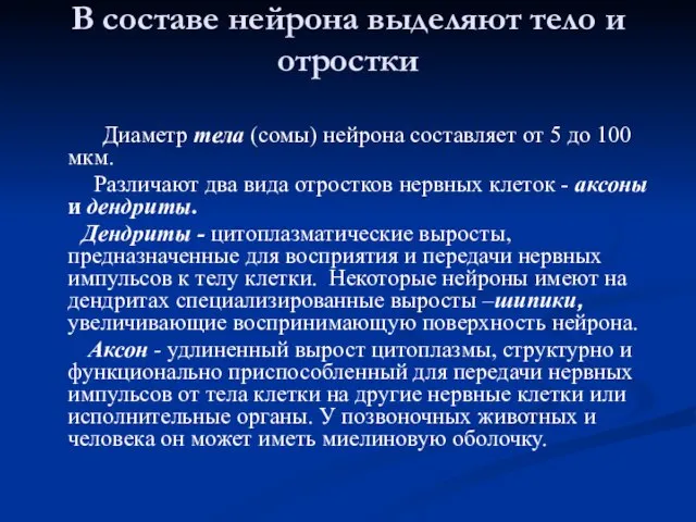 В составе нейрона выделяют тело и отростки Диаметр тела (сомы) нейрона