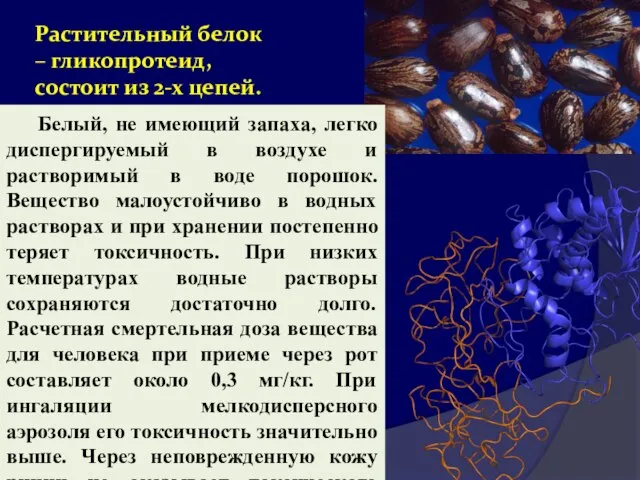 Растительный белок – гликопротеид, состоит из 2-х цепей. Белый, не имеющий