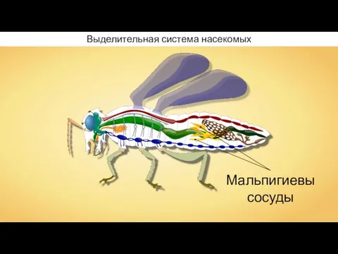 Выделительная система насекомых Мальпигиевы сосуды