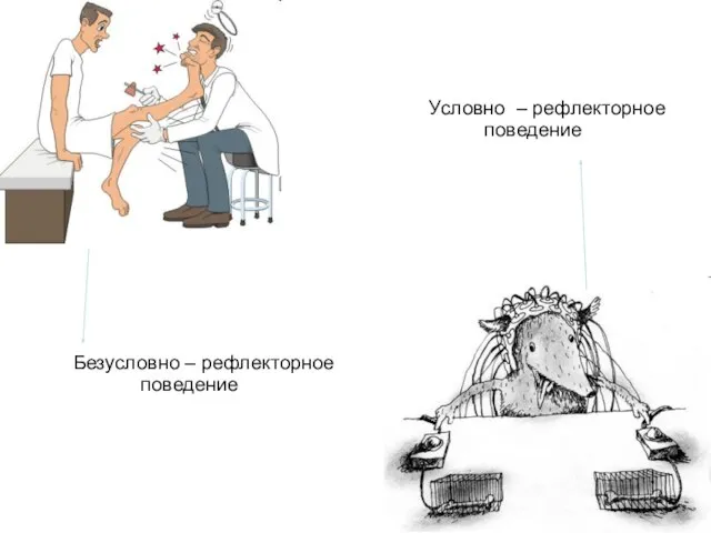 Безусловно – рефлекторное поведение Условно – рефлекторное поведение