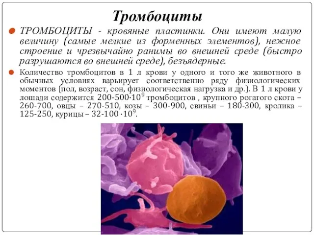 Тромбоциты ТРОМБОЦИТЫ - кровяные пластинки. Они имеют малую величину (самые мелкие