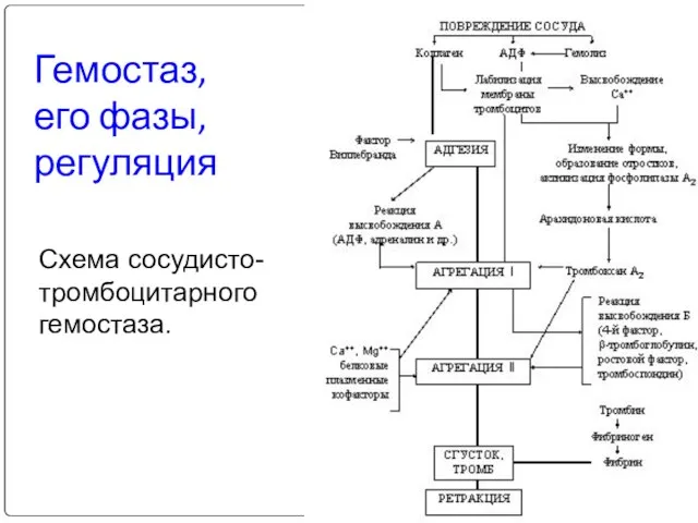 Гемостаз, его фазы, регуляция Схема сосудисто-тромбоцитарного гемостаза.