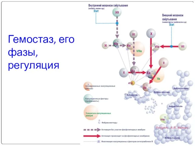 Гемостаз, его фазы, регуляция