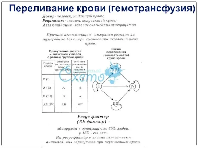 Переливание крови (гемотрансфузия)