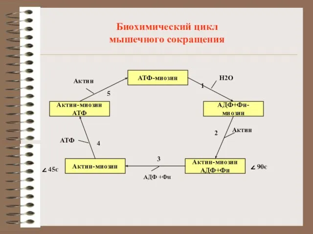 Биохимический цикл мышечного сокращения АТФ-миозин АДФ+Фн-миозин Актин-миозин АДФ+Фн Н2О Актин 1