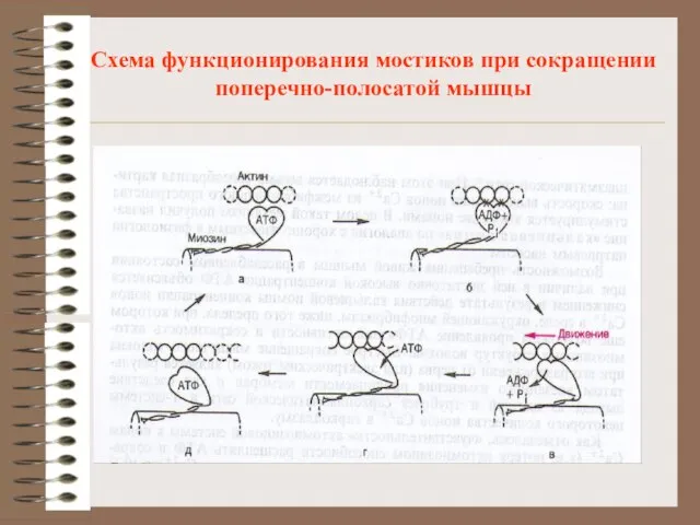 Схема функционирования мостиков при сокращении поперечно-полосатой мышцы