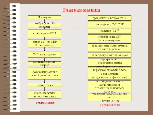 Гладкая мышца Н импульс возбуждение Т-системы возбуждение СПР выход Са++ из