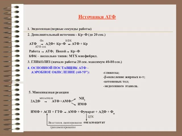 Источники АТФ 1. Эндогенная (первые секунды работы) 2. Дополнительный источник -