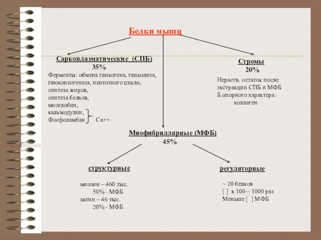 Белки мышц Саркоплазматические (СПБ) 35% Ферменты: обмена гликогена, гликолиза, глюконеогенеза, пентозного