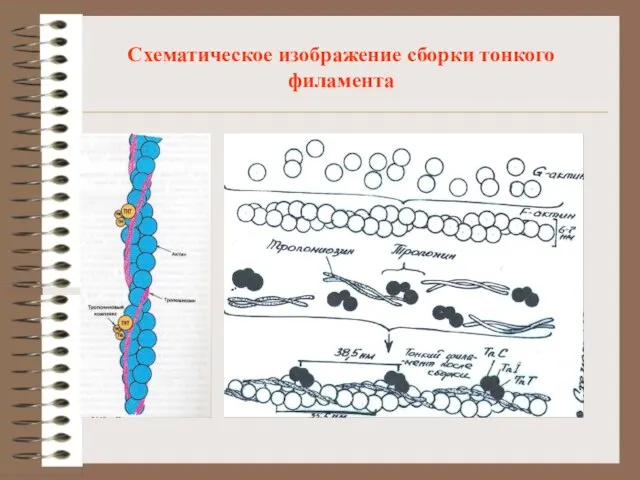 Схематическое изображение сборки тонкого филамента