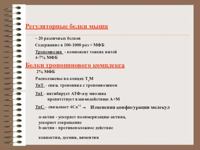 Регуляторные белки мышц ~ 20 различных белков Содержание в 100-1000 раз