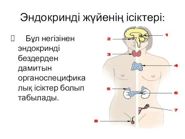 Эндокринді жүйенің ісіктері: Бұл негізінен эндокринді бездерден дамитын органоспецификалық ісіктер болып табылады.