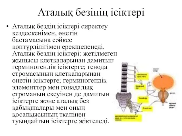 Аталық безінің ісіктері Аталық бездің ісіктері сиректеу кездескенімен, өнетін бастамасына сәйкес