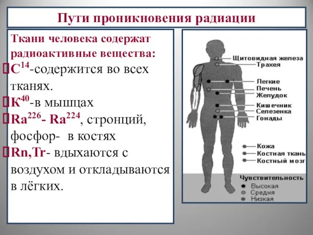 Пути проникновения радиации Ткани человека содержат радиоактивные вещества: С14-содержится во всех