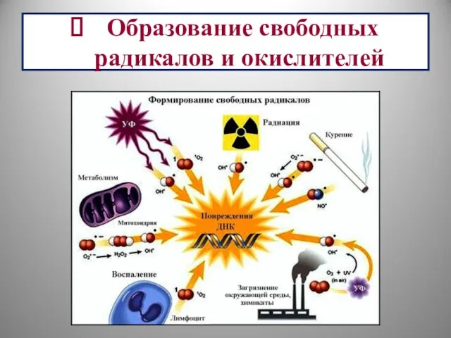 Образование свободных радикалов и окислителей