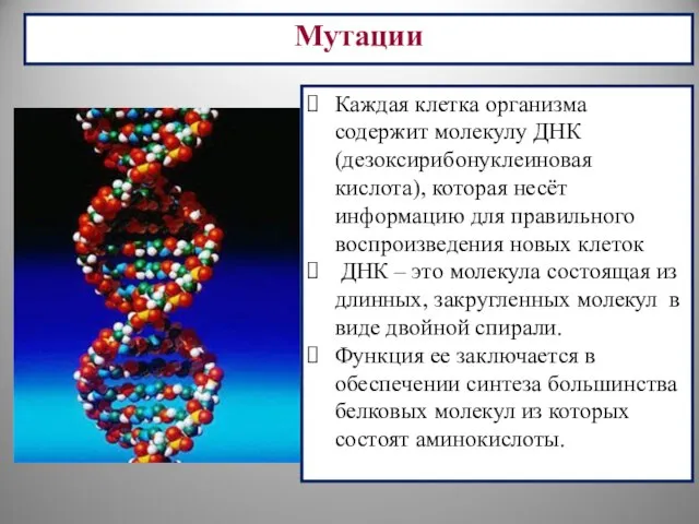 Мутации Каждая клетка организма содержит молекулу ДНК (дезоксирибонуклеиновая кислота), которая несёт