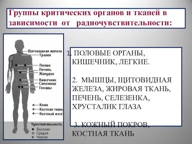 ПОЛОВЫЕ ОРГАНЫ, КИШЕЧНИК, ЛЕГКИЕ. 2. МЫШЦЫ, ЩИТОВИДНАЯ ЖЕЛЕЗА, ЖИРОВАЯ ТКАНЬ, ПЕЧЕНЬ,