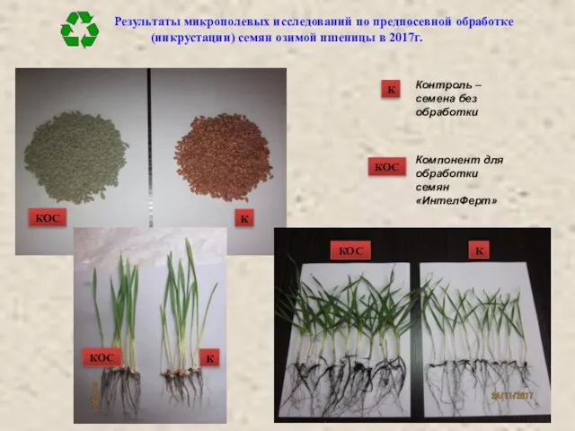 Результаты микрополевых исследований по предпосевной обработке (инкрустации) семян озимой пшеницы в