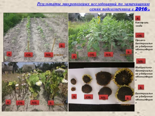 Результаты микрополевых исследований по замачиванию семян подсолнечника в 2016г. К ОБ