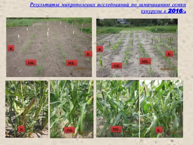 Результаты микрополевых исследований по замачиванию семян кукурузы в 2016г. ОБ ОБ