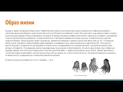 Образ жизни Выхухоль ведёт полуводный образ жизни. Наиболее благоприятны для обитания