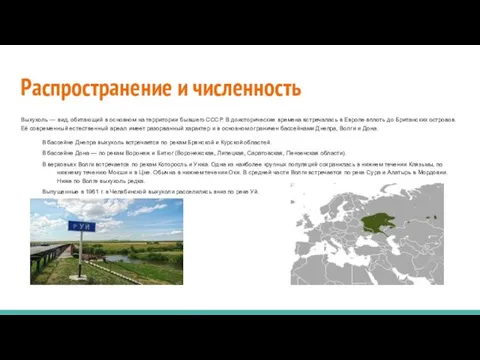 Распространение и численность Выхухоль — вид, обитающий в основном на территории