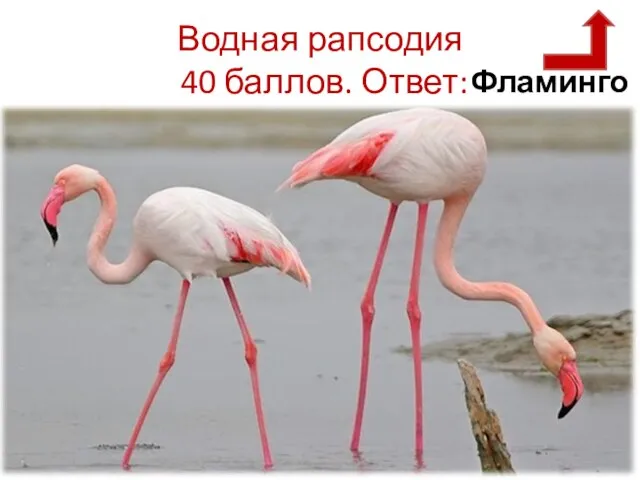 Водная рапсодия 40 баллов. Ответ: Фламинго