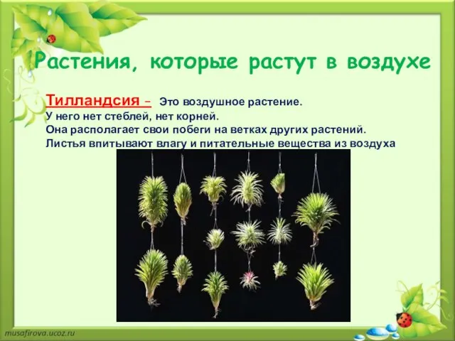 Растения, которые растут в воздухе Тилландсия - Это воздушное растение. У