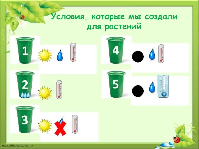 Условия, которые мы создали для растений 1