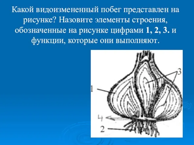 Какой видоизмененный побег представлен на рисунке? Назовите элементы строения, обозначенные на