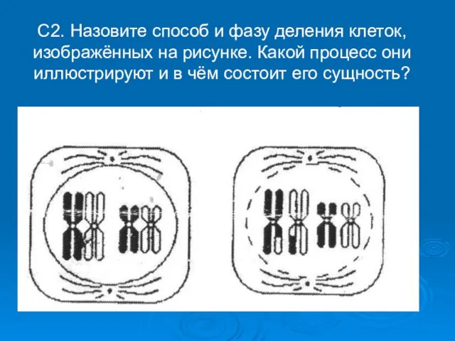 С2. Назовите способ и фазу деления клеток, изображённых на рисунке. Какой