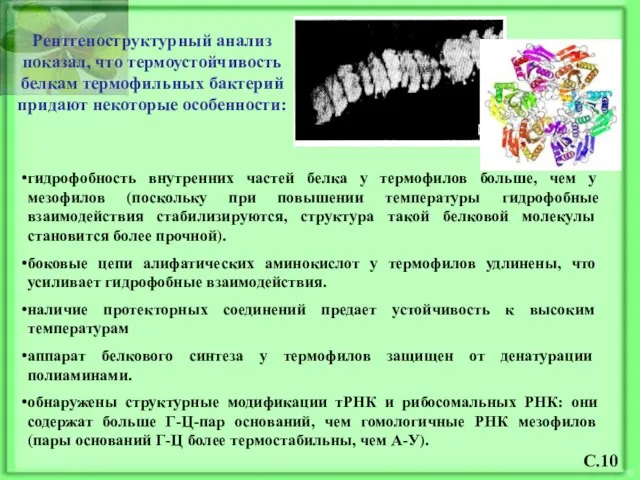 гидрофобность внутренних частей белка у термофилов больше, чем у мезофилов (поскольку