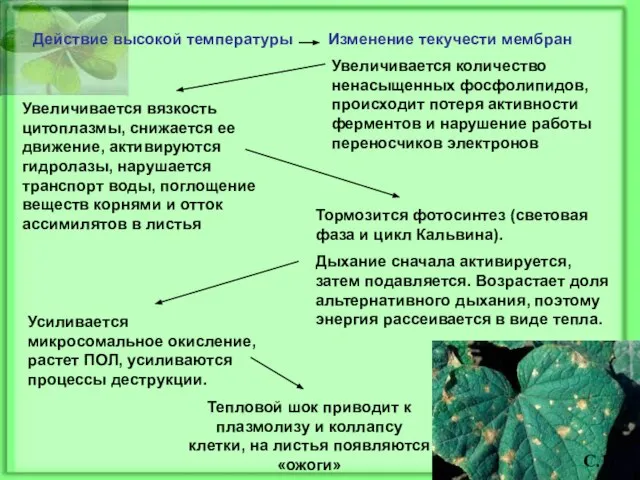 Действие высокой температуры Изменение текучести мембран Увеличивается количество ненасыщенных фосфолипидов, происходит