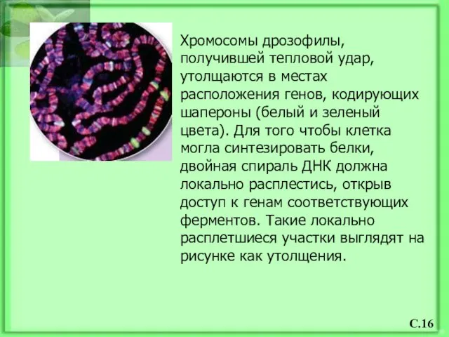 Хромосомы дрозофилы, получившей тепловой удар, утолщаются в местах расположения генов, кодирующих