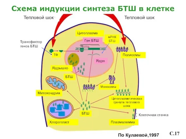 Схема индукции синтеза БТШ в клетке Тепловой шок Цитоплазма Митохондрия Тепловой