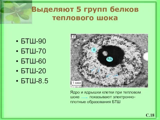 Выделяют 5 групп белков теплового шока БТШ-90 БТШ-70 БТШ-60 БТШ-20 БТШ-8.5