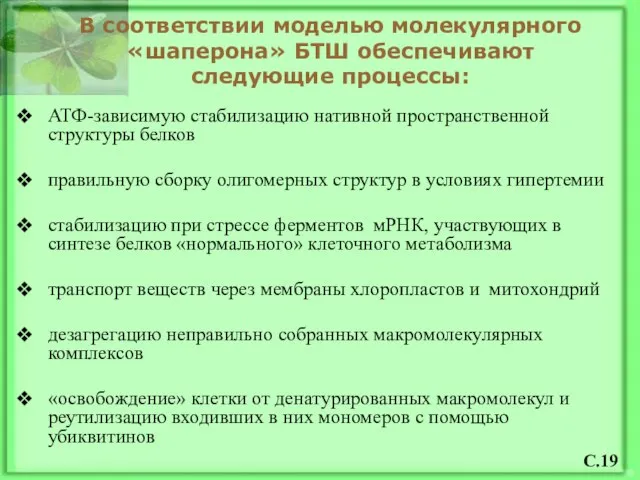 В соответствии моделью молекулярного «шаперона» БТШ обеспечивают следующие процессы: АТФ-зависимую стабилизацию